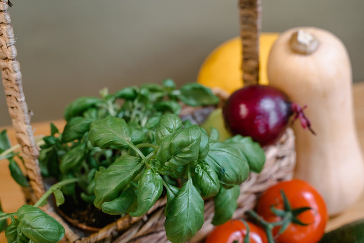 Fresh basil leaves with tomatoes and squash, a classic companion planting combination straight from the garden