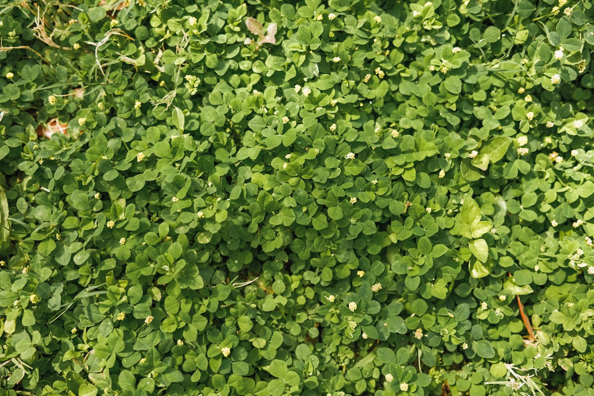 Lush green clover leaves covering the ground in a sunlit garden, a classic nitrogen-fixing cover crop for raised beds