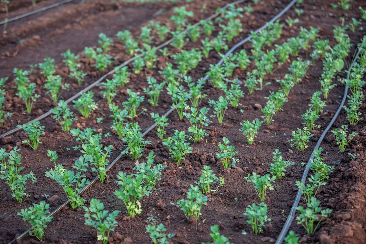 Young vegetable plants watered by drip irrigation lines in a fertile field, the setup that keeps a raised bed garden evenly hydrated