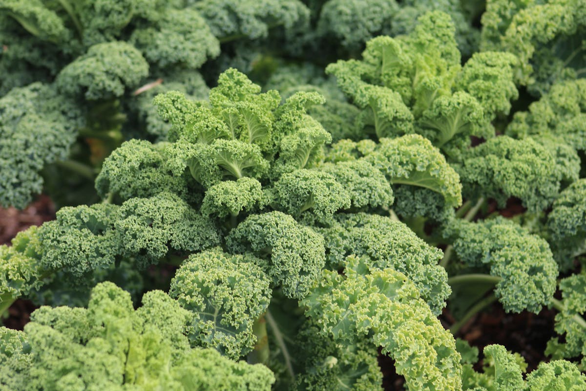 Fresh curly green kale growing strong in a backyard garden, a cold-tolerant staple of any fall planting plan