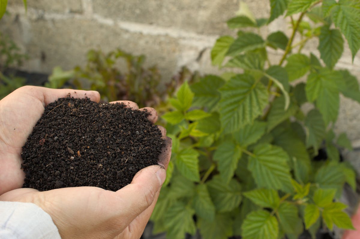 Gardener's hands holding a scoop of dark nutrient-rich compost next to a lush green plant, the starting point for any raised bed mix