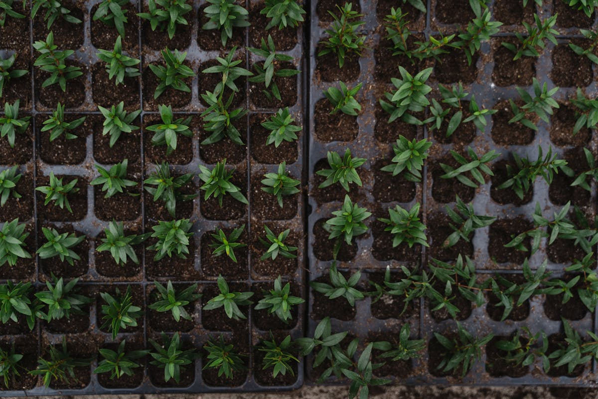 Vibrant green seedlings arranged in nursery trays ready for indoor seed-starting, the foundation of a well-timed garden