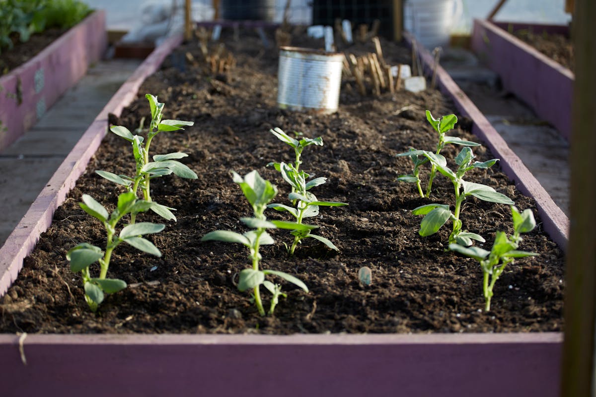 Young vegetables thriving in a wooden raised bed garden, the foundation of square-foot gardening