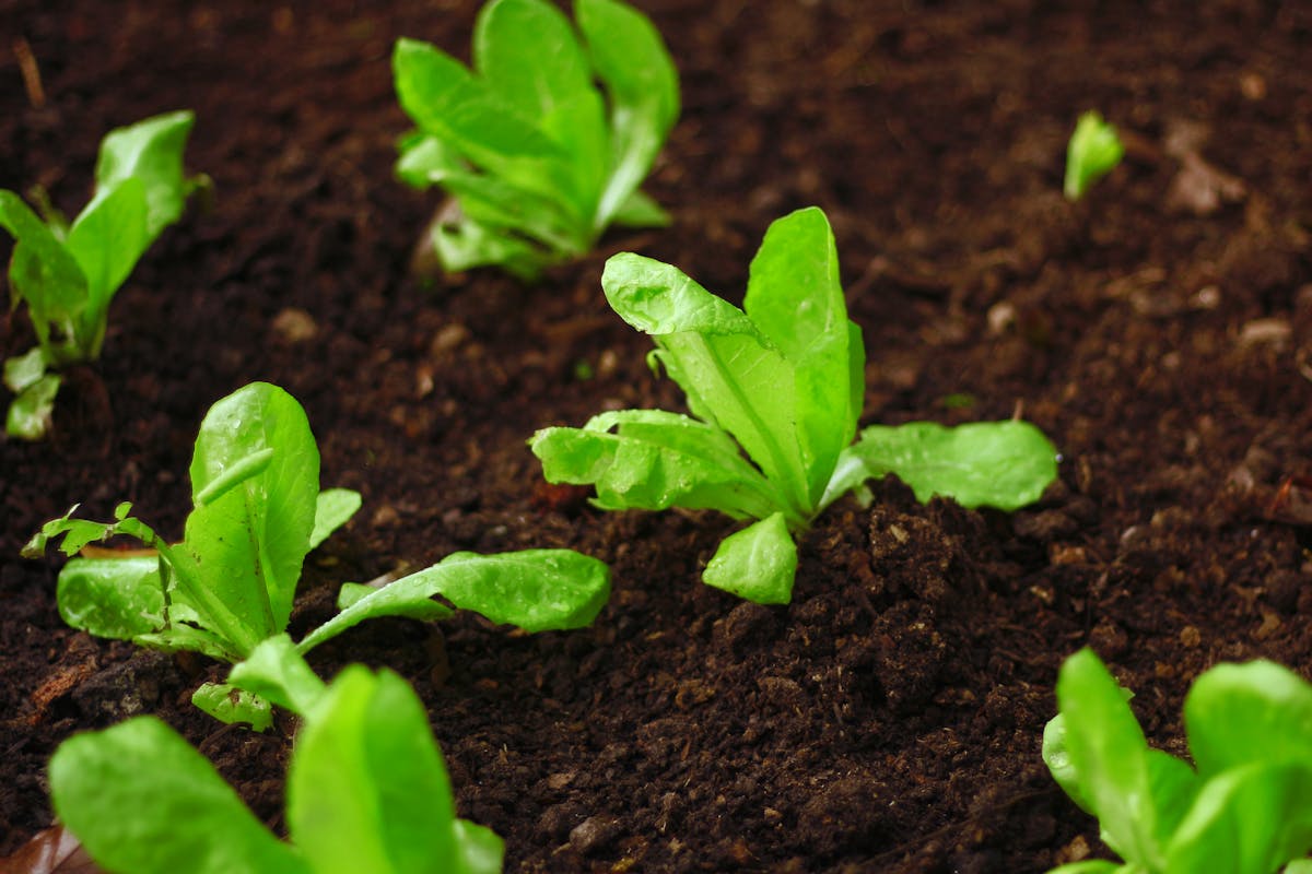 Organic lettuce seedlings growing in rich garden soil, the early stage of a succession planting rotation