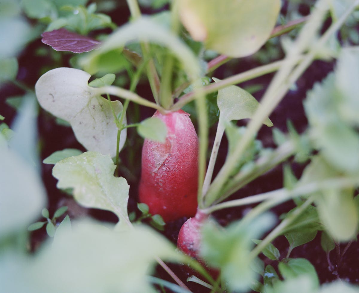 A dense row of young radish plants with vibrant green leaves, the crowded stand every gardener must thin for proper spacing