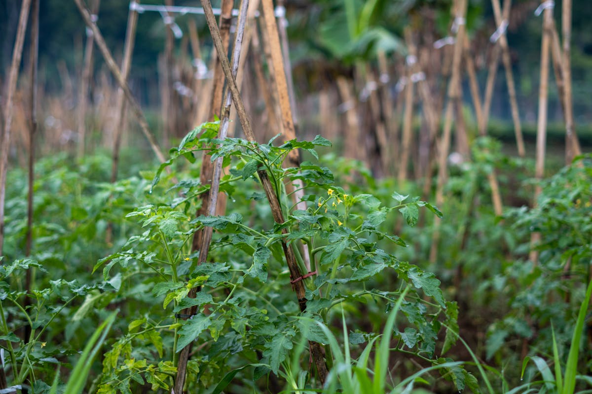 Tomato plants staked with bamboo poles in a backyard garden, the support system that makes tight spacing workable